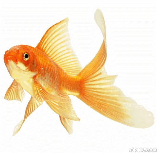 漂亮的大红金鱼gif图片:金鱼