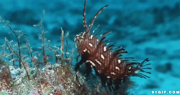 深海怪异观赏鱼动态图:观赏鱼,海底