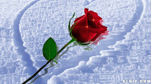 雪中红玫瑰梦幻唯美动态图