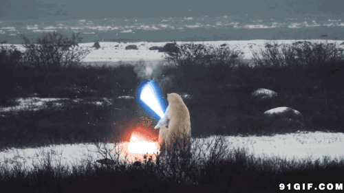 两只北极熊用激光剑决斗动态图:北极熊,狗熊