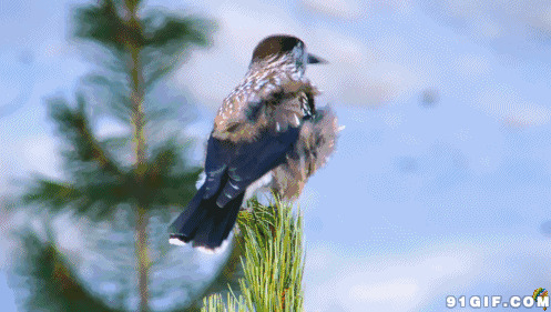 美丽的小鸟栖息在树梢动态图