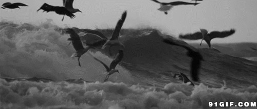 海鸟飞翔在波浪滔天的海面上动态图:海鸟,大海,海鸥