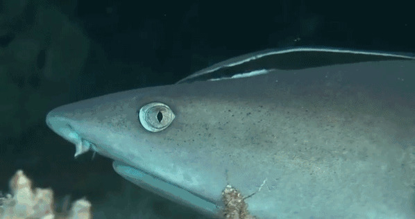 鲨鱼张嘴动态图:鲨鱼