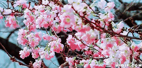 满树艳丽桃花飘香动态图
