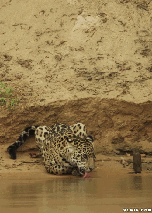 金钱豹溪边喝水动态图:金钱豹,豹子