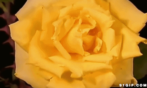 漂亮的黄花绽放动态图:花朵