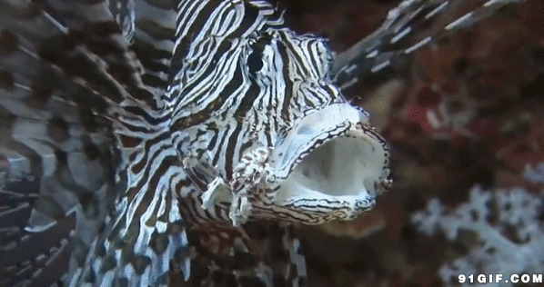 张嘴的海底怪鱼动态图:海底,鱼儿