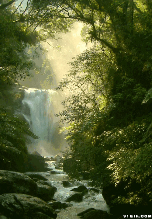 茂密森林瀑布流水美景动态图:瀑布