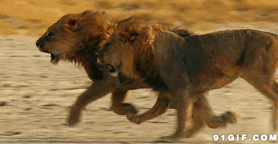 两头狮子狂奔动态图