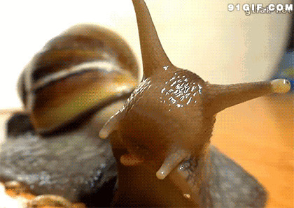 呆萌小蜗牛吞小虫动态图:蜗牛,小虫
