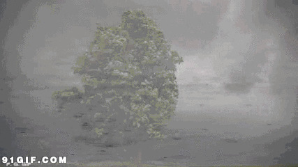 超强风暴肆虐大树动态图