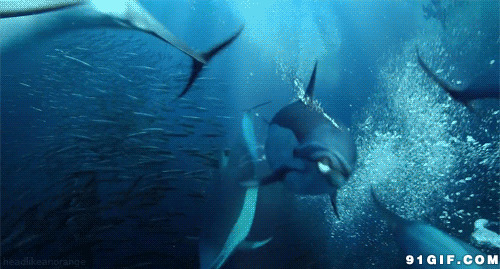 一群海豚海里游动态图