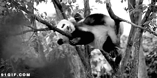 熊猫树上悠闲抓痒动态图