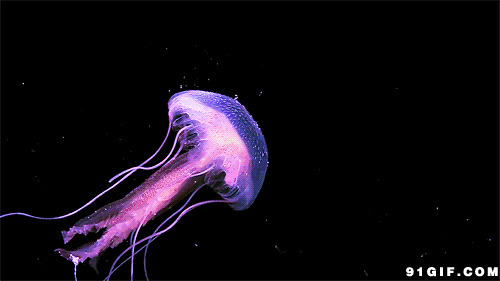水母海里游动动态图