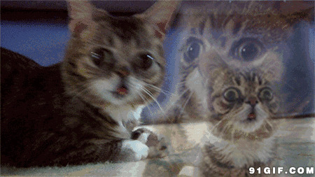 猫猫好奇的大眼睛动态图