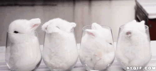 缩在杯子里可爱小白兔动态图