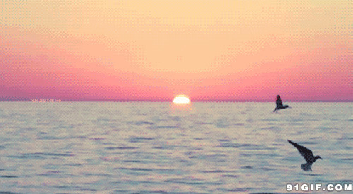 夕阳西下海鸥飞处动态图:海鸥,夕阳,海上,唯美