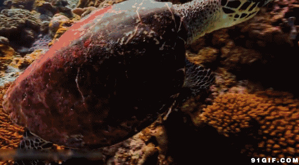 深海游动万年海龟动态图:海龟,海底