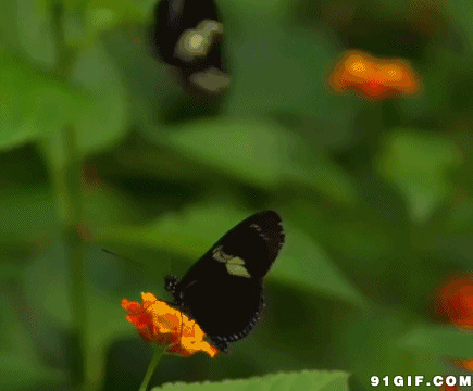 黑蝴蝶采花蜜动态图:蝴蝶