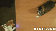 两只猫猫玩耍闪光球动态图