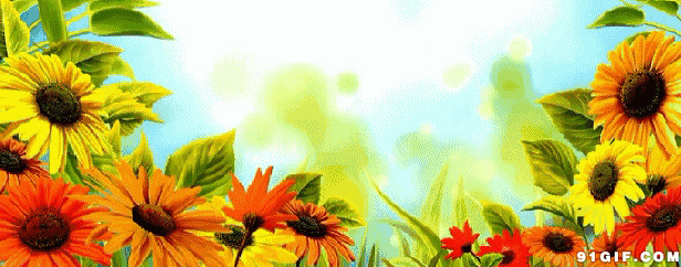争奇斗艳夏日向日葵gif图片:向日葵,花朵