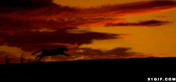 红霞满天猎豹奔跑动态图:猎豹,红霞,奔跑,豹子