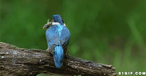 树枝鸟儿捕抓食物动态图:小鸟,食物