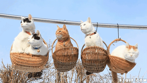 一排挂篮里的猫咪动态图