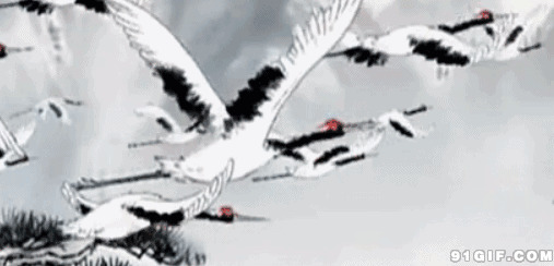 黄山松树仙鹤南飞动态图:仙鹤,飞翔