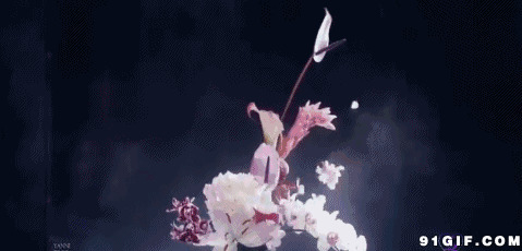 随风吹落的花瓣动态图:花瓣,花朵