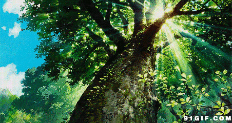 苍天大树透出一缕阳光卡通动态图:大树,阳光