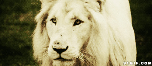 狮子略带忧郁的眼神动态图:狮子