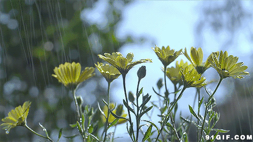 雨水冲洗着绿花草动态图