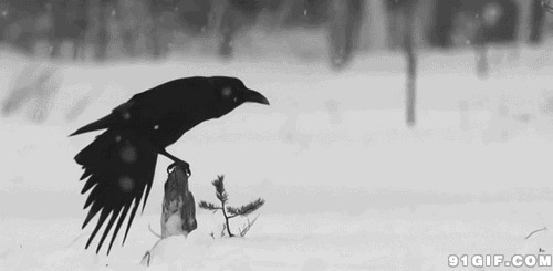 雪地孤鹰无助动态图:飞鹰,下雪