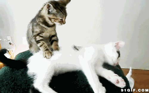 花猫给白猫按摩动态图:猫猫,按摩