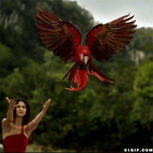 女子放飞红毛大鹦鹉动态图:鹦鹉,放飞