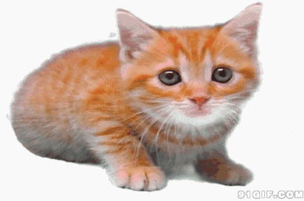 可爱的小黄猫动态图:猫猫