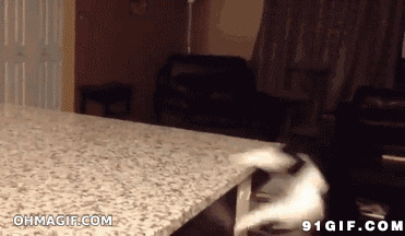 猫猫弓腰搞笑掉桌下动态图