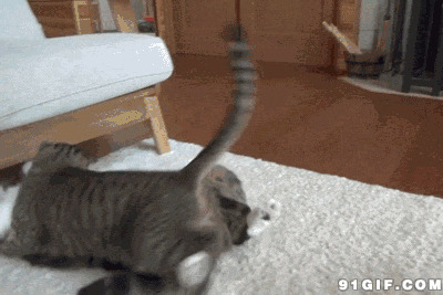 两只猫猫打架动态图:猫猫