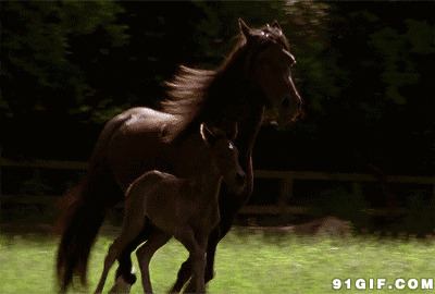 小马驹紧随大马奔跑动态图:枣红马,跑马,奔马