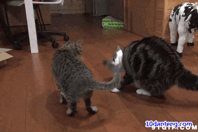 两只猫猫摇尾巴动态图:猫猫,尾巴