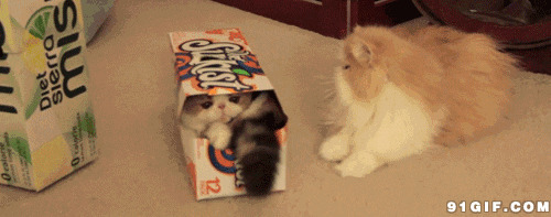 猫猫躲纸盒动态图:猫猫