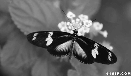 蝴蝶挥动翅膀采花图片