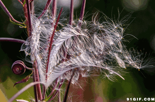 微风吹散花絮图片:花朵,羽毛