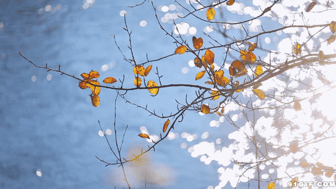 湖边枝头残留枯叶图片:树叶,枯叶,水波