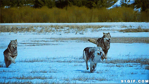 狼群野外雪地奔跑图片