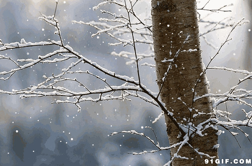 白雪飘落挂满枯枝图片
