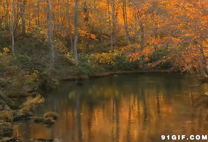 池塘边秋色风景图片:风景,波浪