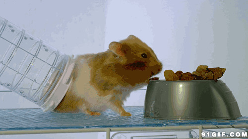 可爱小老鼠偷吃囧态图片