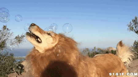 兽中之王狮子吞食泡泡图片